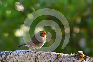 A robin, redbreast, in a forest in Espejo, Alava photo