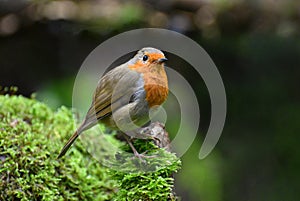 Robin Redbreast on a mossy tree stump