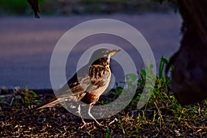 Robin Redbreast in Neblet City Park, Canyon, Texas.