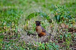 Robin Redbreast in Neblet City Park, Canyon, Texas.
