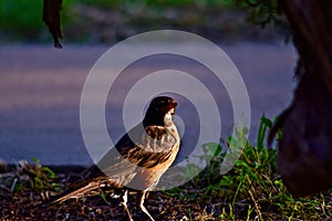 Robin Redbreast in Neblet City Park, Canyon, Texas. photo