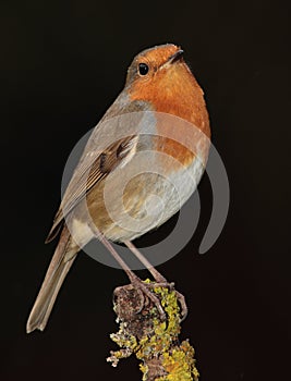 Robin perched on a tree stump