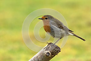 Robin redbreast, perched on a cut branch