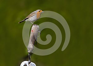 Robin Redbreast perched on a hand fork.