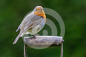 Robin Redbreast perched on a spade.