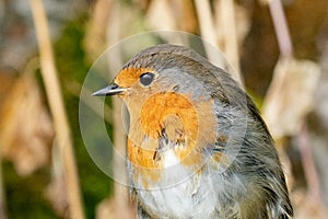 Robin redbreast portrait