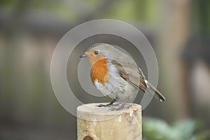 Robin Redbreast On A Post - Unmoved photo