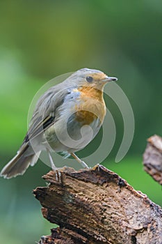 Robin redbreast