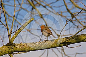 robin redbreast sitting on the branch of a tree