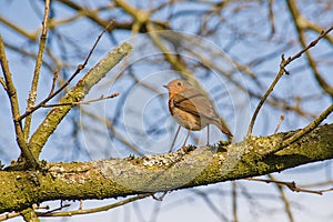 robin redbreast sitting on the branch of a tree