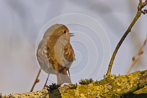 robin redbreast sitting on the branch of a tree