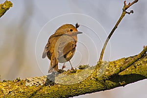 robin redbreast sitting on the branch of a tree