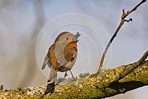 robin redbreast sitting on the branch of a tree