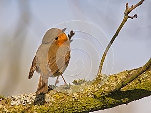 robin redbreast sitting on the branch of a tree