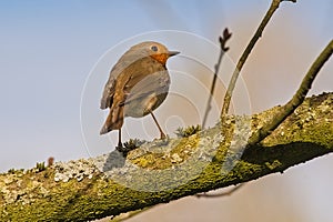 robin redbreast sitting on the branch of a tree