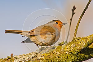 robin redbreast sitting on the branch of a tree