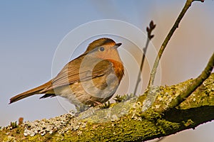 robin redbreast sitting on the branch of a tree