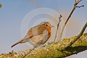 robin redbreast sitting on the branch of a tree