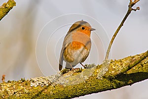 robin redbreast sitting on the branch of a tree