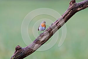 Robin redbreast