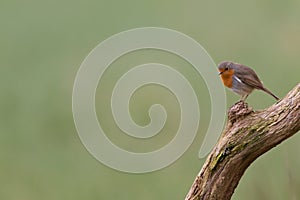 Robin redbreast