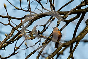 Robin redbreast sitting in a tree