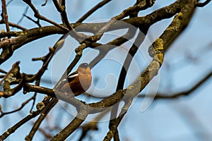 Robin redbreast sitting in a tree