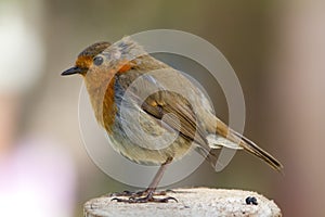 Robin Redbreast