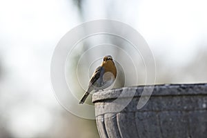Robin redbreast in spring