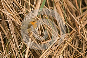 Robin in the reed