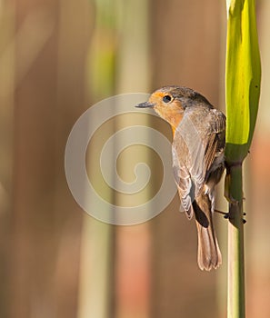 Robin on reed plant