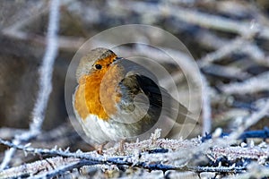 Robin resting on frost covered undergrowth in winter