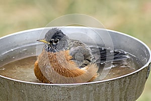 Robin rests in bird bath.