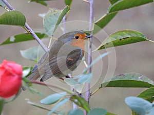 A robin rests on the branch of a rose