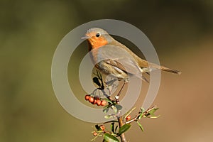 A robin