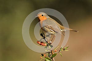 A robin