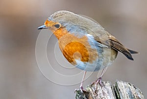 Robin - RSPB Lakenheath Fen