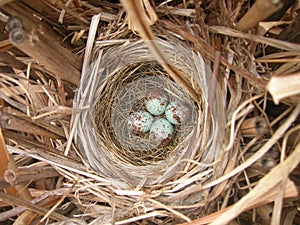 Robin's bird nest with four eggs