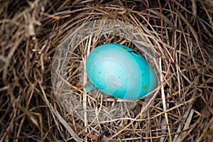 Robin`s egg nest