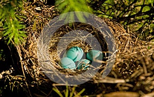 Robin's eggs