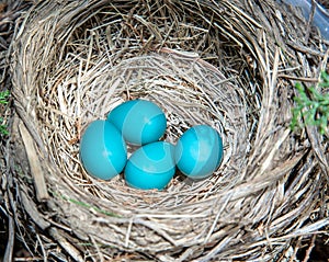 Robin's eggs.