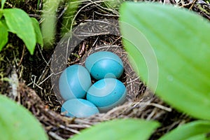 Robin's eggs