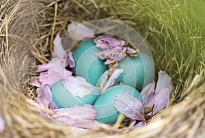 Robin`s Eggs In Cherry Blossom Nest