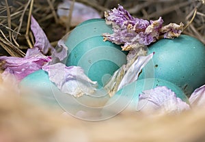 Robin`s Eggs With Cherry Blossom Petals