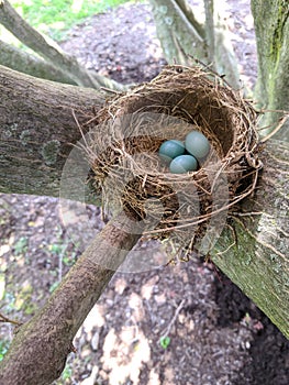 Robin& x27;s nest with 3 eggs in natural light