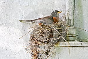 Robin's Nest