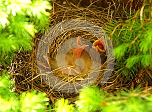 Robin's Nest