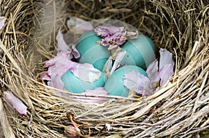 Robin`s Nest In A Cherry Tree