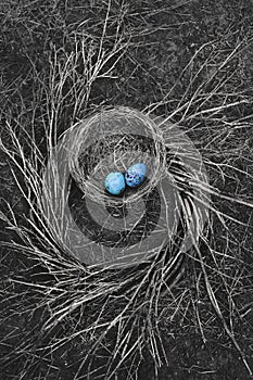 Robin`s nest on ground with twigs