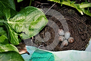 Robin`s nest, inside a homegrown Sharpe`s Express potato sack.